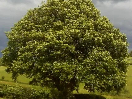 Rewilding Business - The Need For Grace