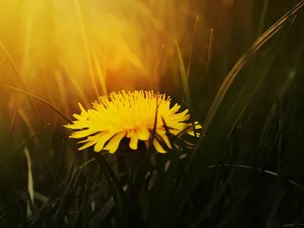 Rewilding Business - Welcoming The Weeds