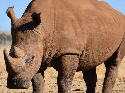 Rhino With A Quiet Heart