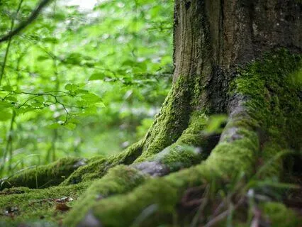 Rhythm Of Nature A Harmonious Blend Of Earth Sound