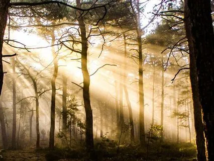 Rhythmic Resonance - Ancestral Shadows Unveiled