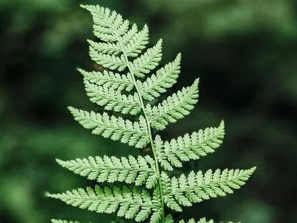 Ride The Wave Of Emotion (DBT)