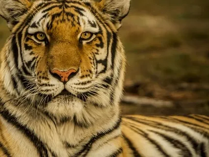 Riding The Tiger - The Vigilance Of Now