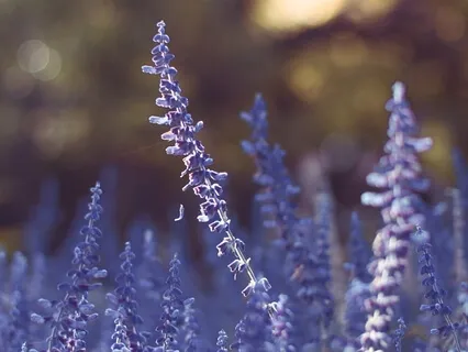 Right Place for Heartfulness Meditation