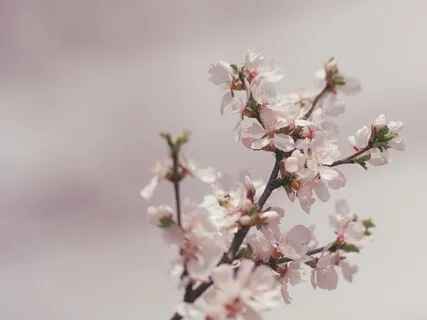 Right View/Right Understanding