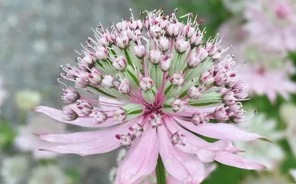 Rikta din uppmärksamhet