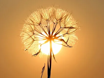 Riktad Uppmärksamhet