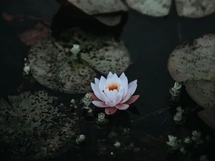 Ringing In 2019 Day Three: Be Good To All (Metta II)