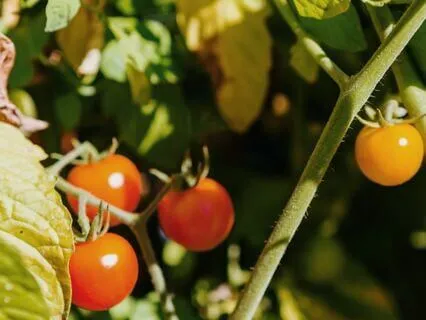 Ripening In A Sunlit Garden