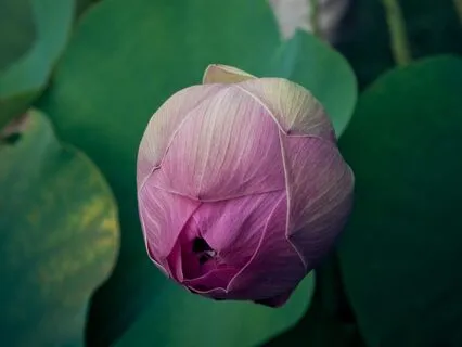 Ripple In Still Water