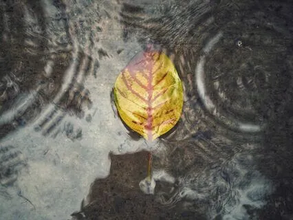 Ripples ~ Autumn Light