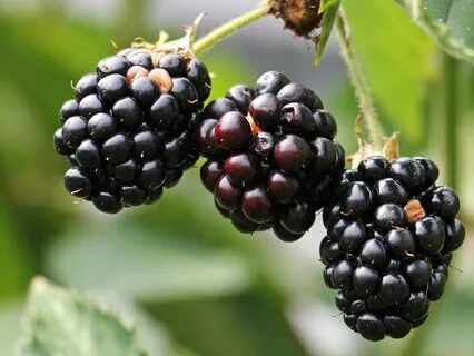 Ripples Of Listening  - September 02