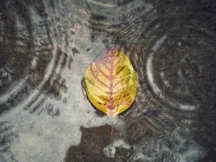 Ripples ~ Autumn Light