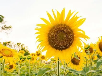 Rise And Shine: A 3-Minute Morning Meditation