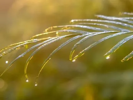 Rise In Gratitude