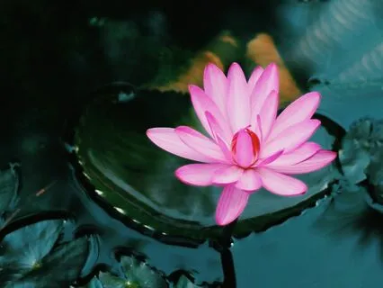 Rise Like The Lotus
