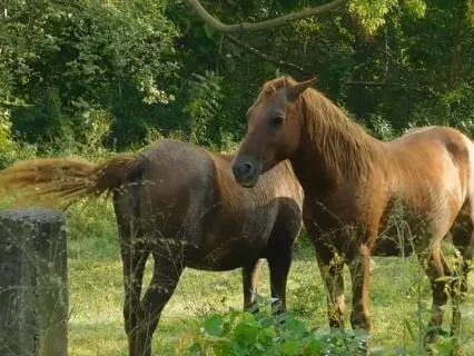 Rise Of The Horse Spirit: Relaxing Music For Freedom