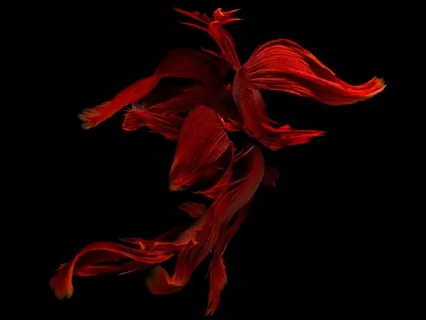 Rise Of The Phoenix (Live Request)