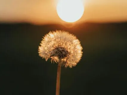 Rise & Receive - Intimacy, Support, And Ease