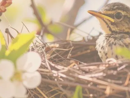 Rise & Shine | Immersive Morning Sound Bath with Birds