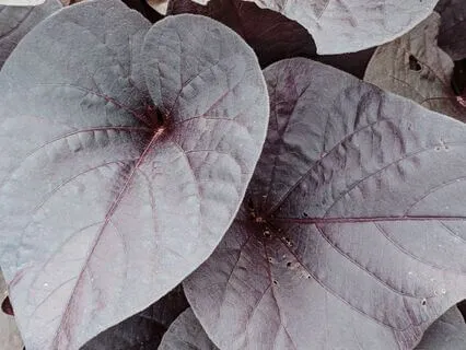 Rise Stronger: Build Emotional Resilience Now