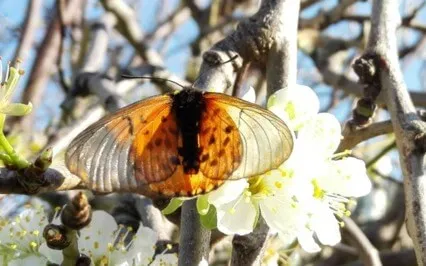 Rise Up (Butterfly Song)