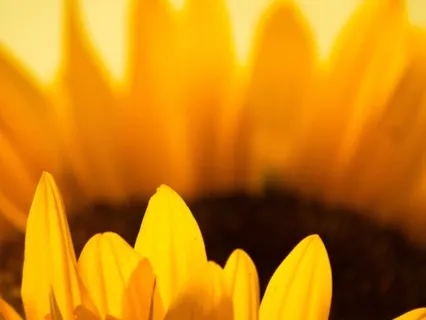 Rise Yoga Nidra | Step Into Your Power