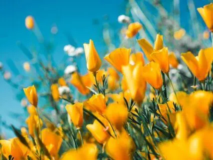 Rising & Falling: A Flowing Breath For Inner Peace