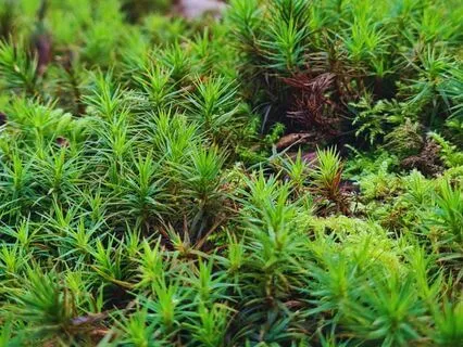 Rising From Your Roots