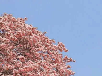 Rising Harmony: A Journey To Tranquility And Motivation