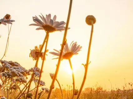 Rising Sun - Morning Visualization (Binaural Beats)