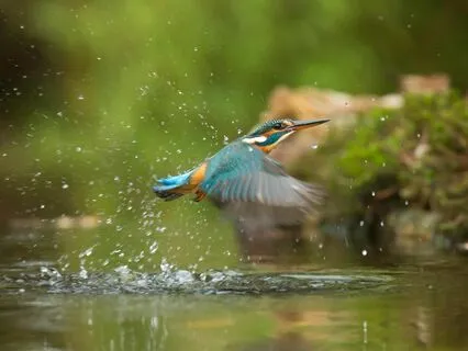 "Immersive Nature: River And Birds"