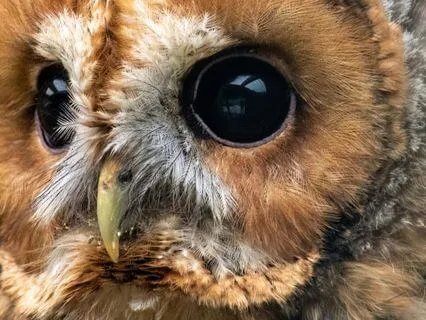 River Birdsong For Calm, Grounding, And Belonging