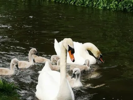 River Of Serenity Guided Meditation