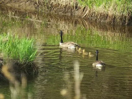 River Song Indigenous Hand Drumming