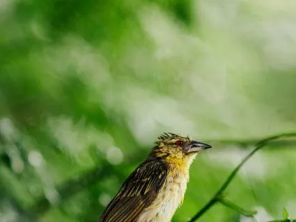 Riverside Resonance: Somatic Nervous System Regulation