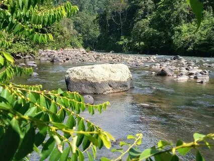 Riverside Serenity: Forest Birds, Crickets & Flowing Water