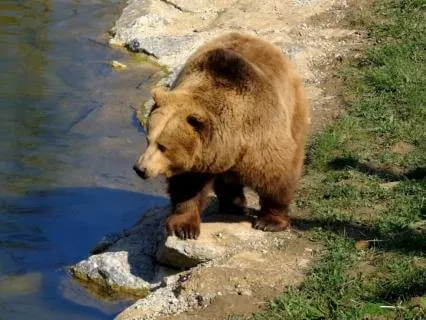 Roar Of The Bear: Shamanic Drums For Inner Strength