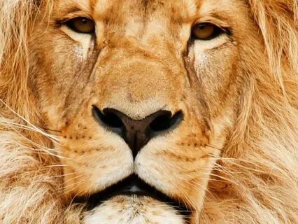 Roar Of The Lion: Majestic Sound Healing Meditation