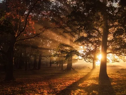 Rockin' Around The Kalpa Tree