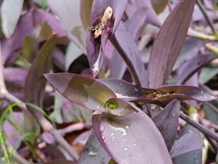 Romantic Jog Symphony