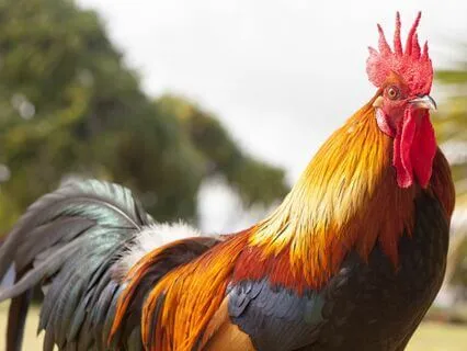 Rooster Morning Wake Up Call (1 Hour)