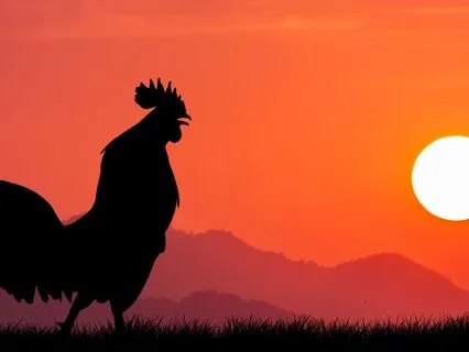 Rooster Spirit Meditation: Rise, Shine & Receive Guidance
