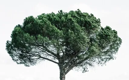 Root And Sacral Chakra Healing