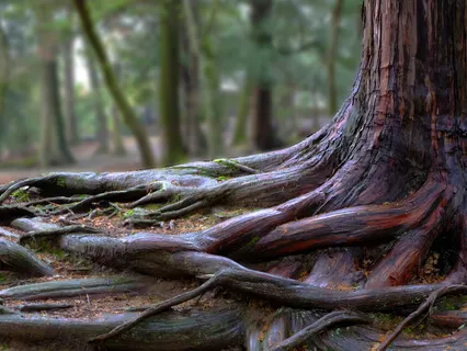 Root Chakra Meditation