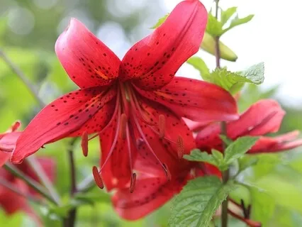 Root Chakra - Healing Piano Music