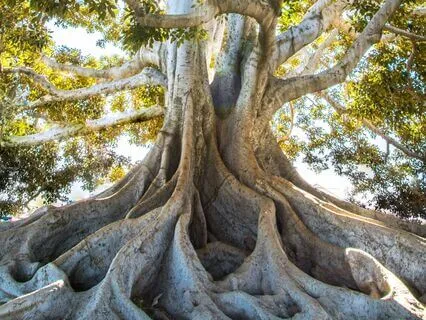 Root Chakra 396HZ With Silent Affirmations