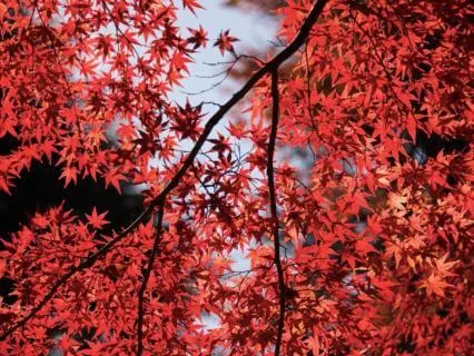 Root Chakra (8-Hour Sleep Music)