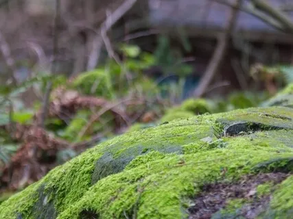 Root Chakra: Activate, Balance & Ground Meditation