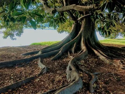 Root Chakra Activation | Ground & Release